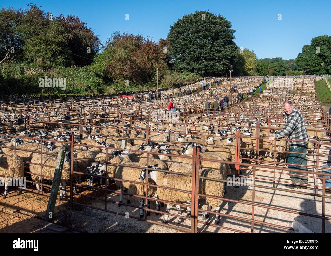 Mule Schafsverkauf, Lazonby Livestock Auction Market, Lazonby, Cumbria. Stockfoto