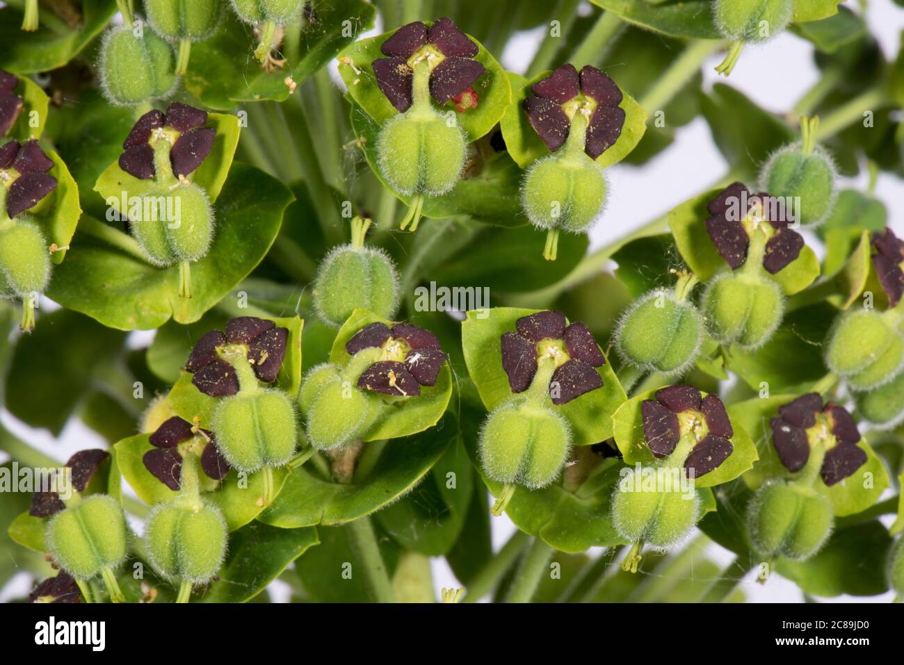 Euphorbia characias 'Black Pearl' Blüten mit dunkelroten (schwarzen) Nektardrüsen, grünen Blüten und sich entwickelnden Samenschoten Stockfoto
