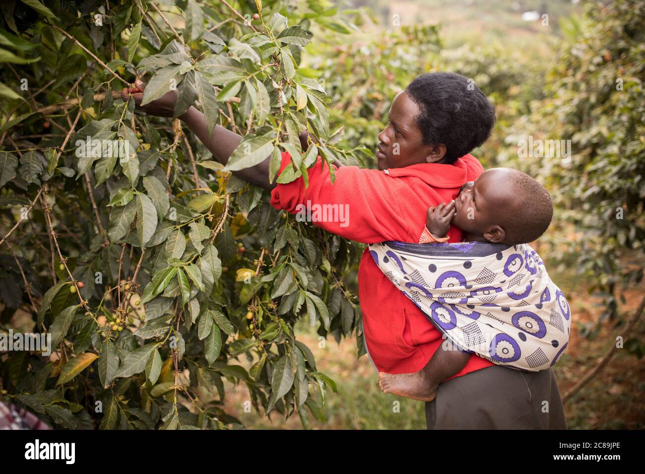 Eine afrikanische Mutter erntet Kaffeekirschen, während sie ihr Baby auf der Farm der Familie am Fuße des Mount Elgon in Ostafrika trägt. Stockfoto