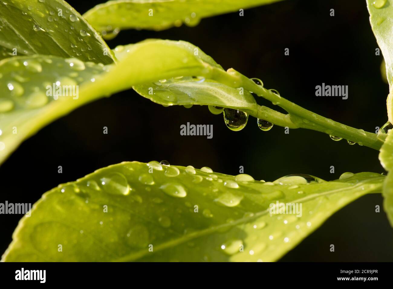 Regen fällt im Sonnenschein auf junge Blätter eines Zitronen (Citrus limon) Baumes nach einem starken Regenschauer, Berkshire, Juni Stockfoto