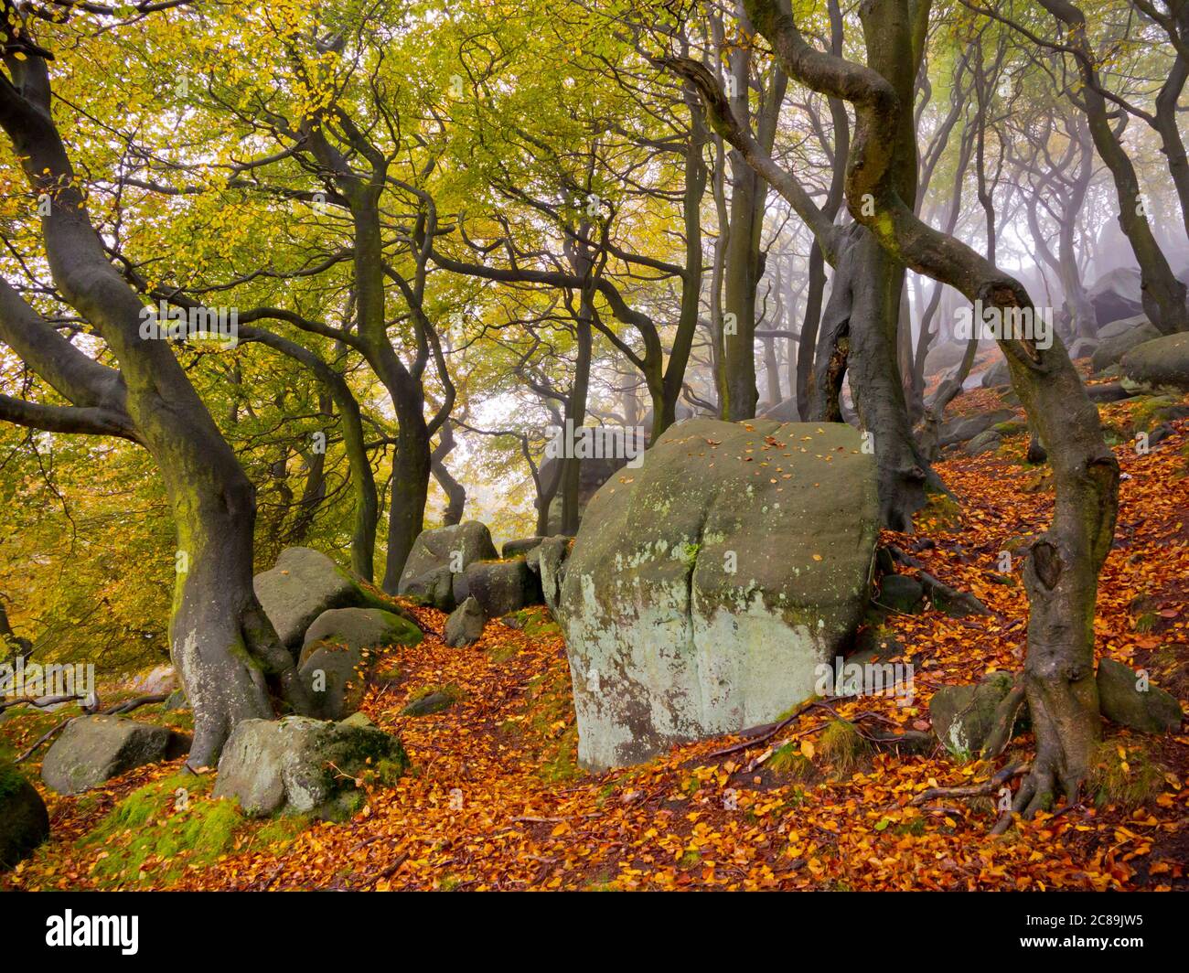 Bäume im Herbst Nebel in Wäldern unter den Kakerlaken in der Nähe von Leek in der Staffordshire Moorlands Bereich des Peak District National Park England Großbritannien Stockfoto