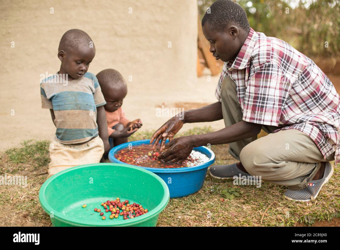 Ein kleiner Kaffeebauer wäscht seine Ernte mit seinen kleinen Kindern auf seiner Farm am Fuße des Mount Elgon in Ostafrika. Stockfoto