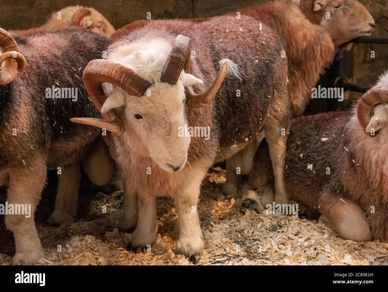Rams in Stiften. Broughton in Furness Verkauf von Herdwick Sheep, Cumbria, Stockfoto