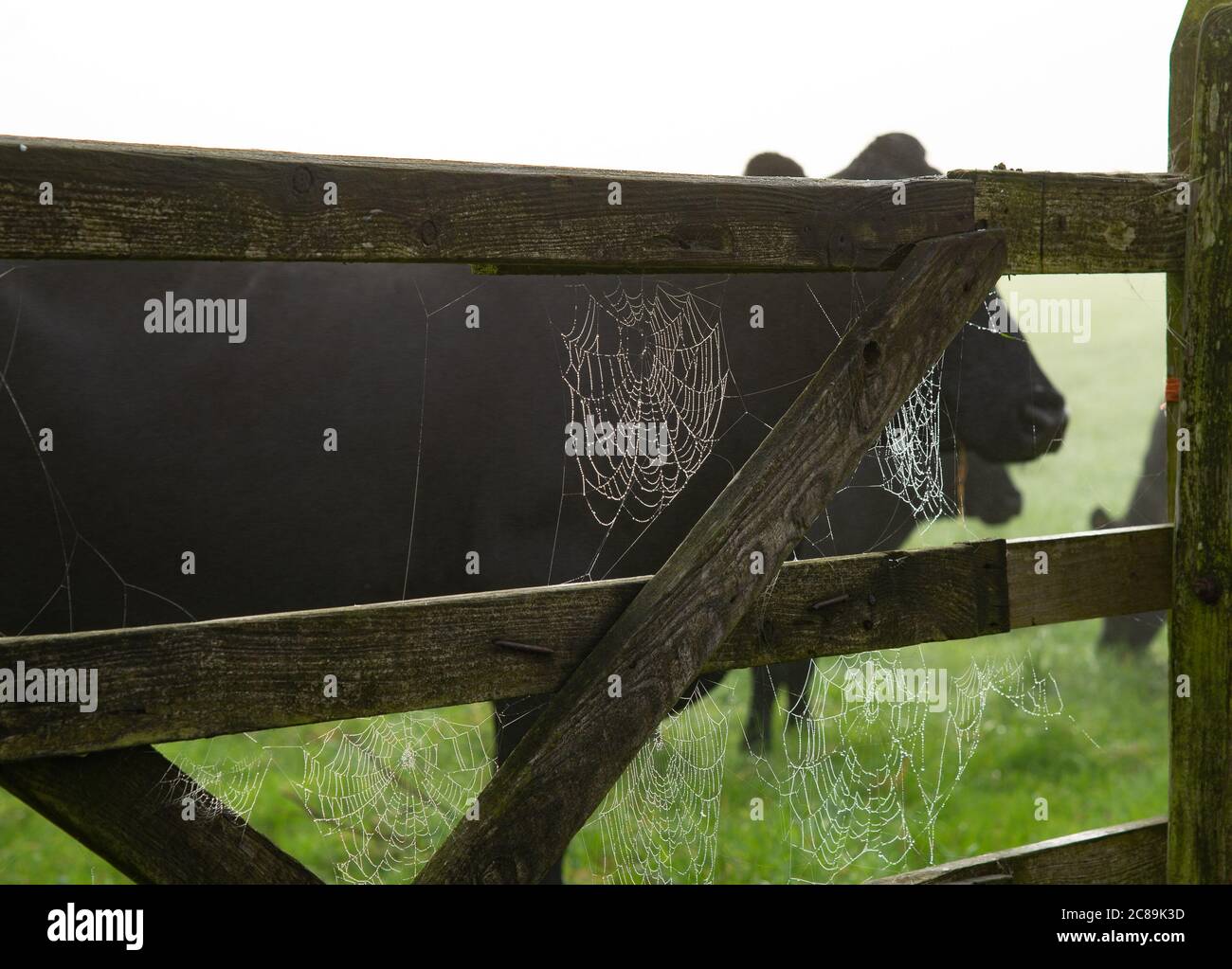 Spinnweben an einem Tor, Whitewell, Clitheroe, Lancashire. Stockfoto