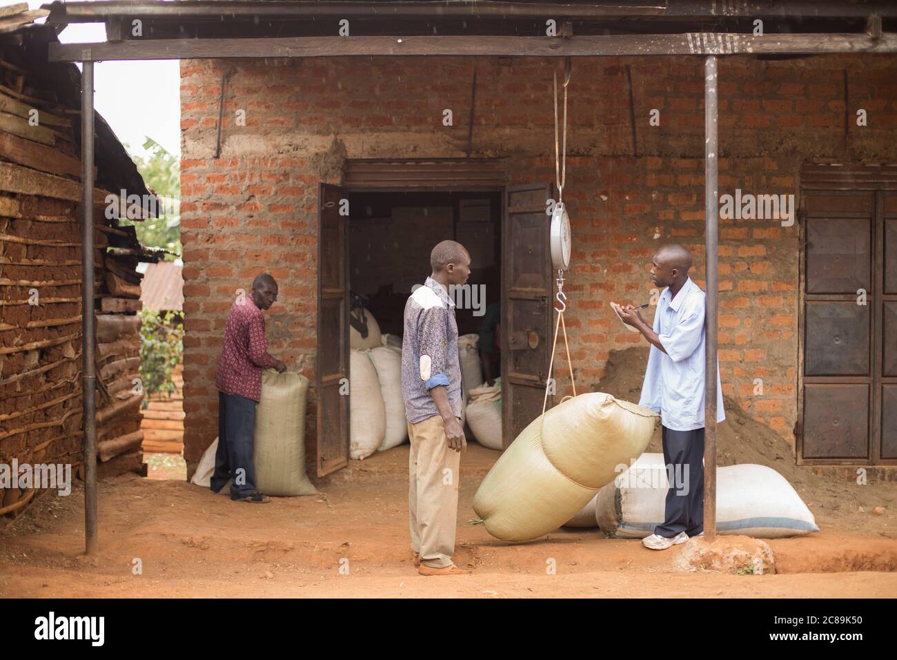 Kaffeesäcke der Bauern werden gewogen und an einer Kaffeegenossenschaft im Bulambuli District, Uganda, am Mount Elgon gekauft. Stockfoto