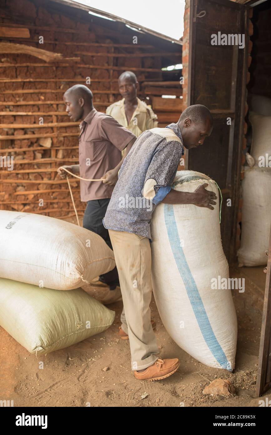 Kaffeesäcke der Bauern werden gewogen und an einer Kaffeegenossenschaft im Bulambuli District, Uganda, am Mount Elgon gekauft. Stockfoto