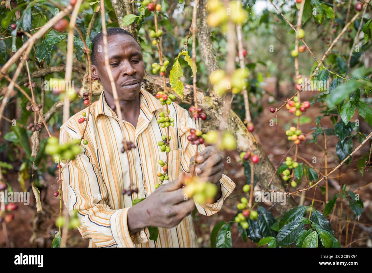 Ein männlicher Kaffeeanbauer erntet frische Kaffeekirschen auf einer Farm am Fuße des Mount Elgon in Uganda, Ostafrika. Stockfoto