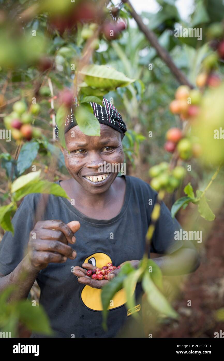 Eine Frau, die Kaffee anbaut, erntet frische Kaffeekirschen auf einer Farm am Fuße des Mount Elgon in Ostafrika. Stockfoto