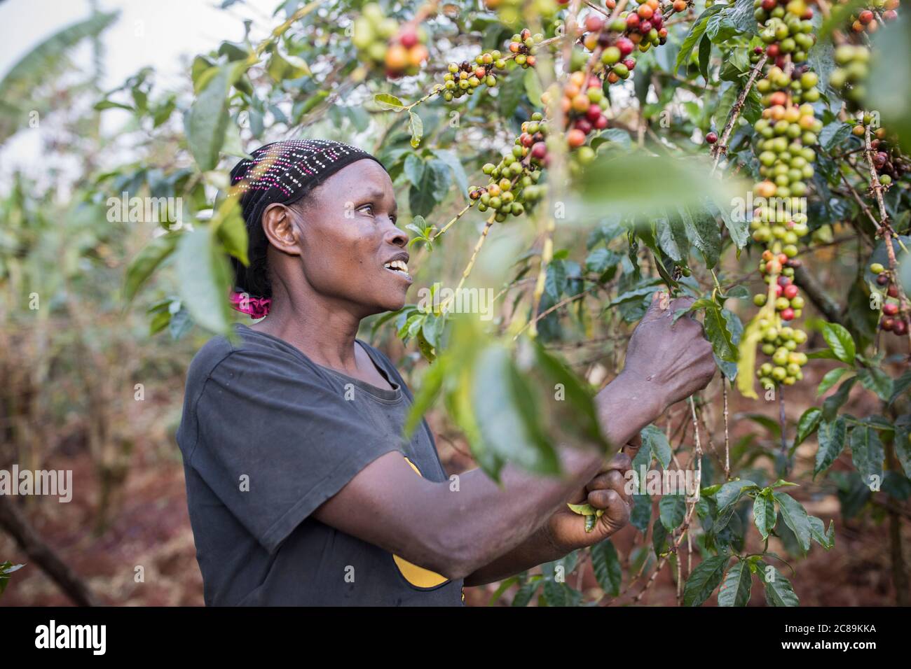 Eine Frau, die Kaffee anbaut, erntet frische Kaffeekirschen auf einer Farm am Fuße des Mount Elgon in Ostafrika. Stockfoto