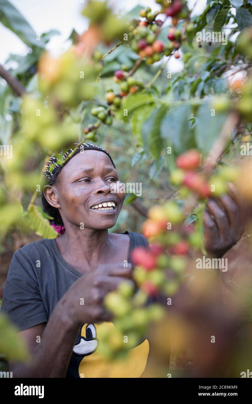 Eine Frau, die Kaffee anbaut, erntet frische Kaffeekirschen auf einer Farm am Fuße des Mount Elgon in Ostafrika. Stockfoto