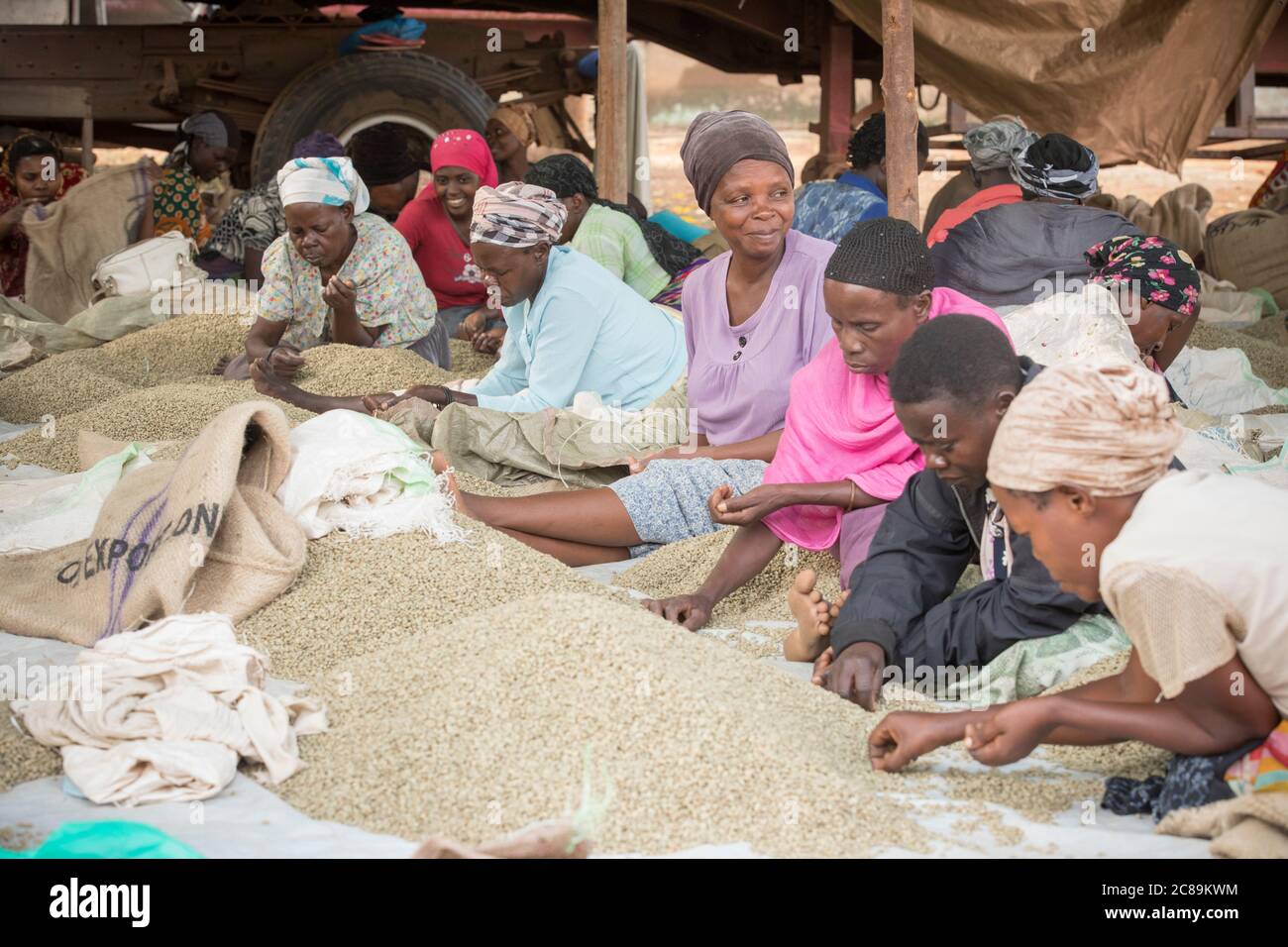 Arbeiterinnen sortieren und packen getrocknete Kaffeebohnen in einem kooperativen Lager eines Kaffeebäuers in Mbale, Uganda, Ostafrika. Stockfoto