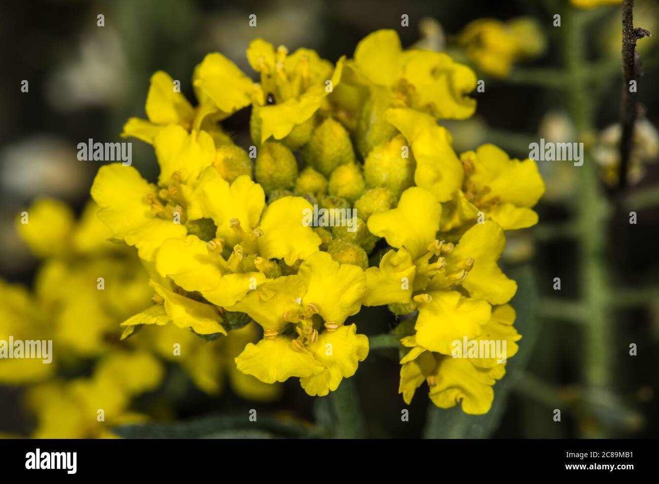 Blüten des Berggoldmetzes (Alyssum montanum) Stockfoto