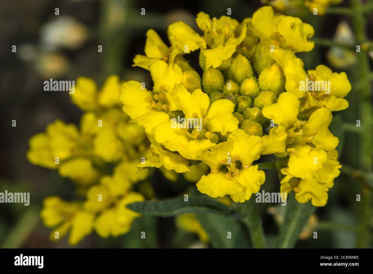 Blüten des Berggoldmetzes (Alyssum montanum) Stockfoto