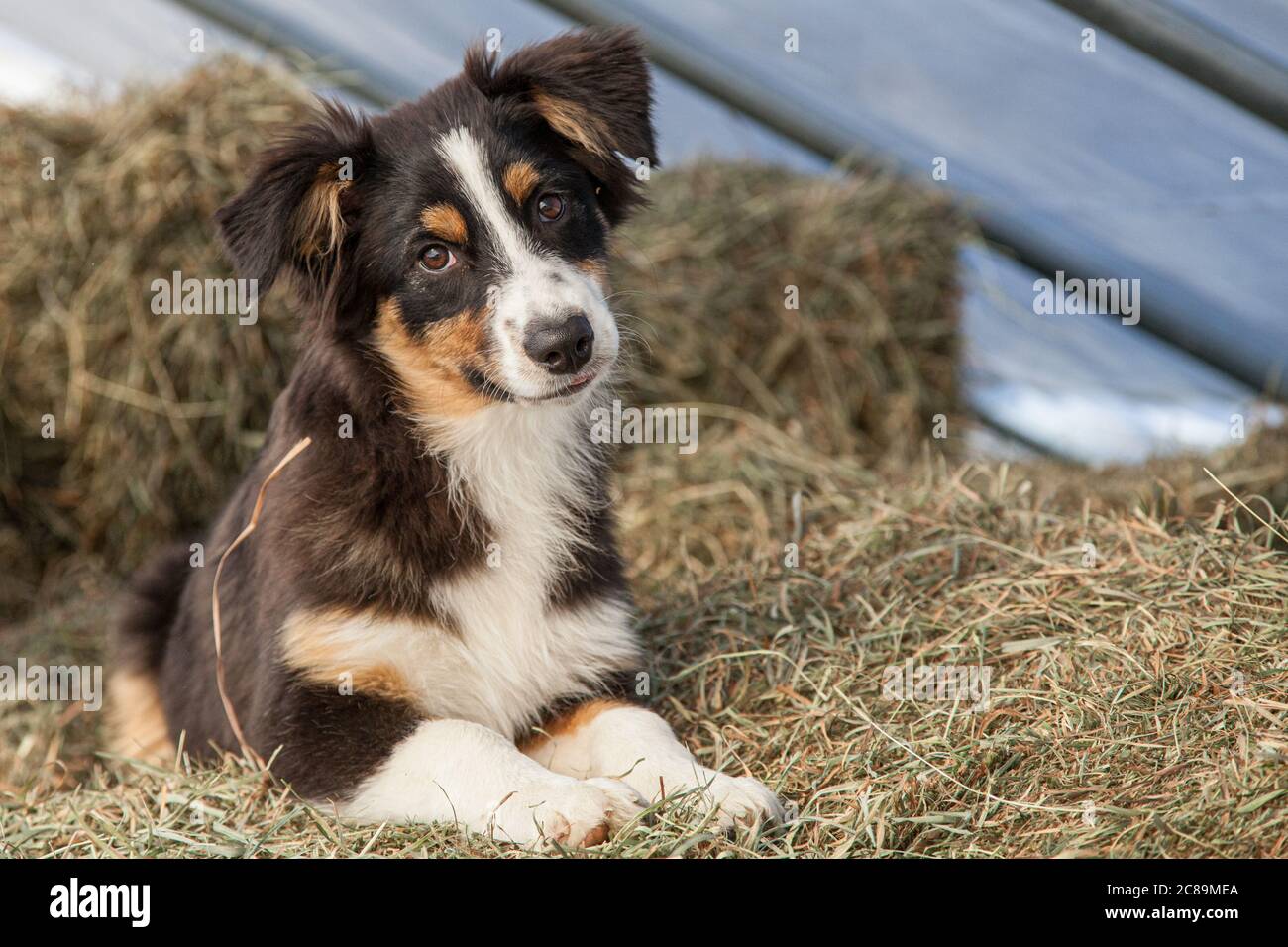 Ein schwarzer Tri Australian Shepherd Welpe auf Heuballen. Stockfoto