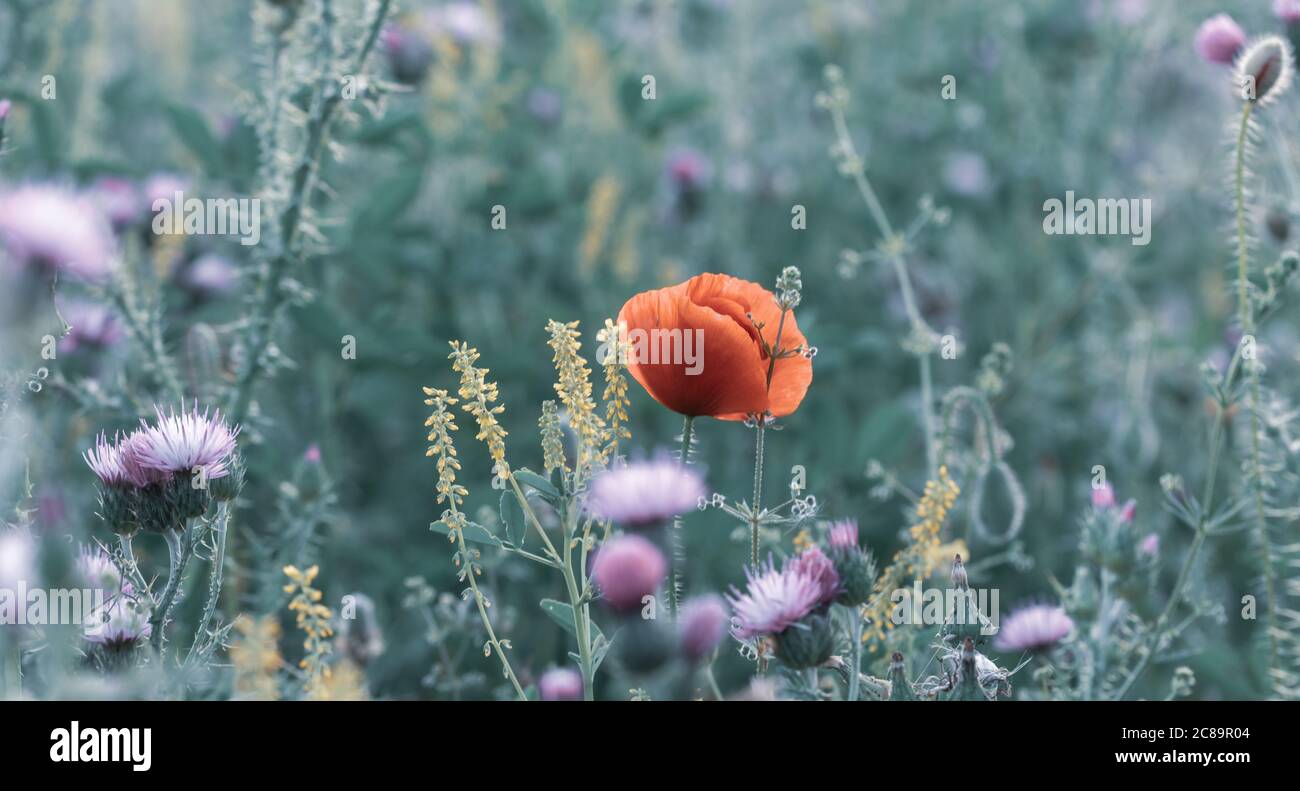Schöner Mohn unter anderem Wildblumen auf einer andalusischen Wiese Stockfoto