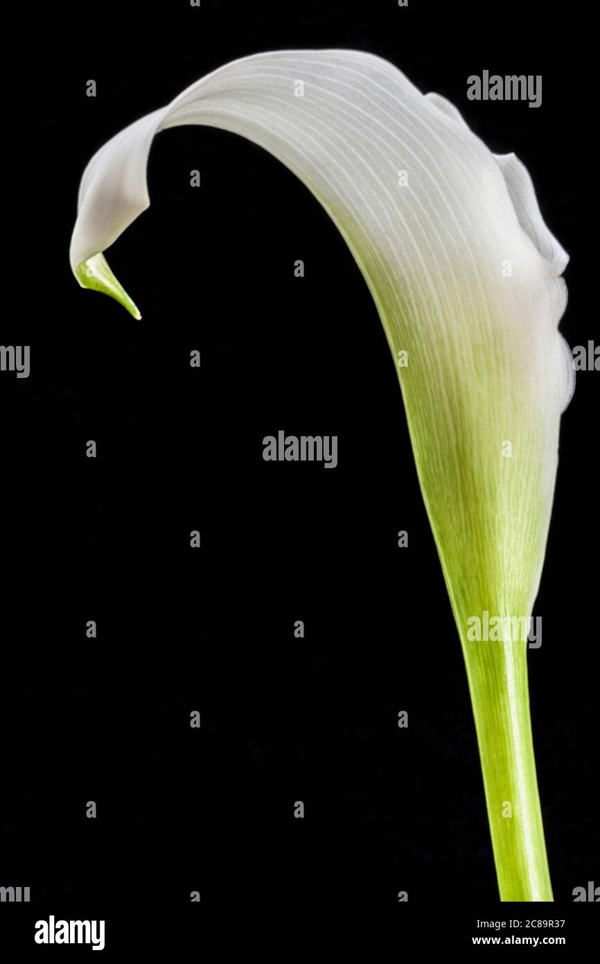 Lily, Calla Lily, Zantedeschia, Studio-Bild von weißen Blume mit grünen Stamm und Blatt. Stockfoto