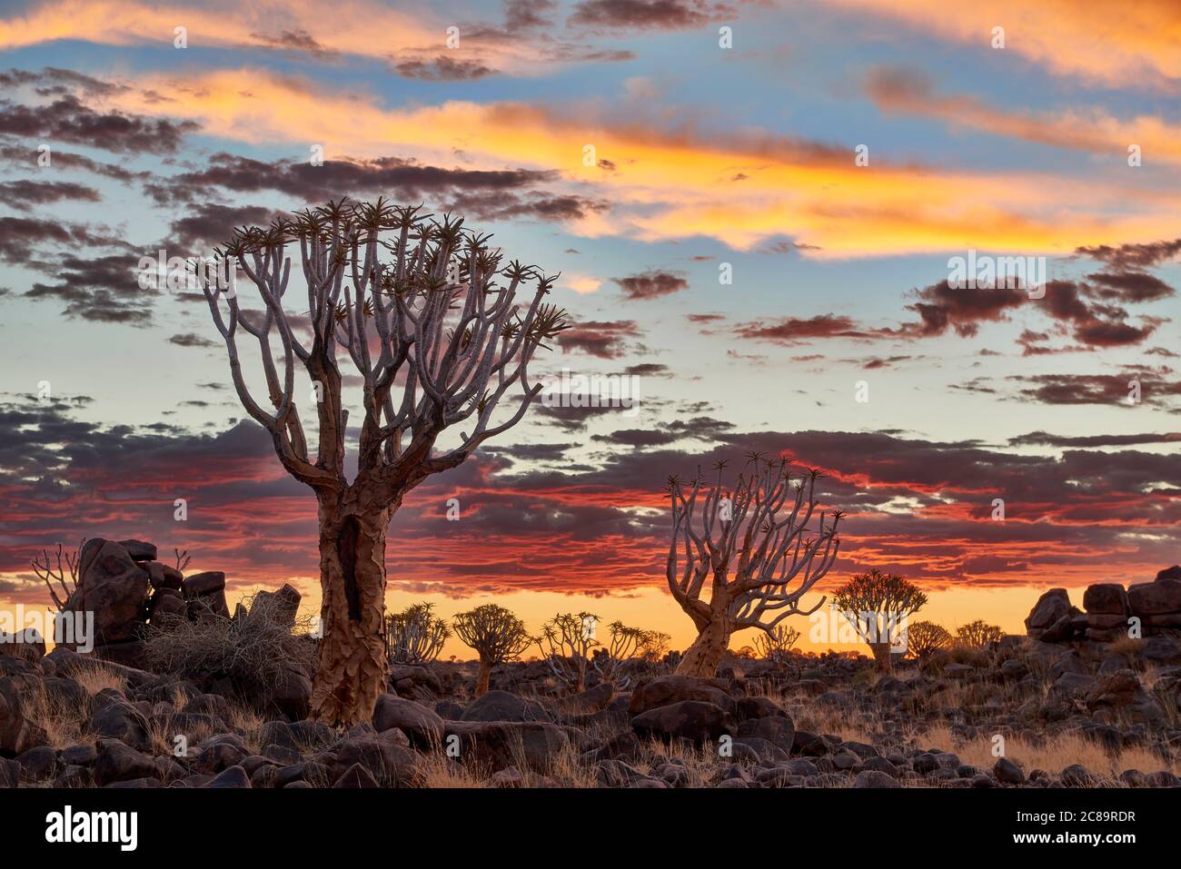 Sonnenuntergang im Köcherbaumwald, Aloe dichotoma, Bauernhof Garas, mesosaurus Fossil Site, Keetmanshoop, Namibia, Afrika Stockfoto