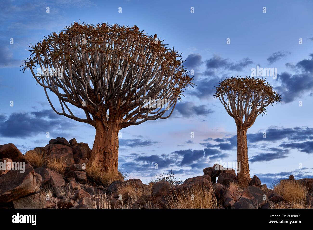 Sonnenuntergang im Köcherbaumwald, Aloe dichotoma, Bauernhof Garas, mesosaurus Fossil Site, Keetmanshoop, Namibia, Afrika Stockfoto