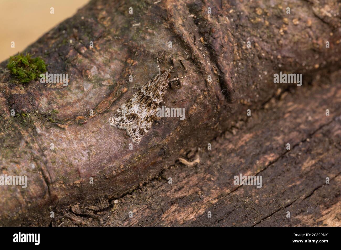 Eudonia lacustrata Motte Stockfoto