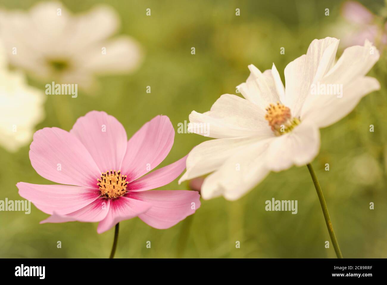 Kosmos, Rosa & weiße Blumen wachsen im Freien in den Grenzen eines ummauerten Gartens. Stockfoto