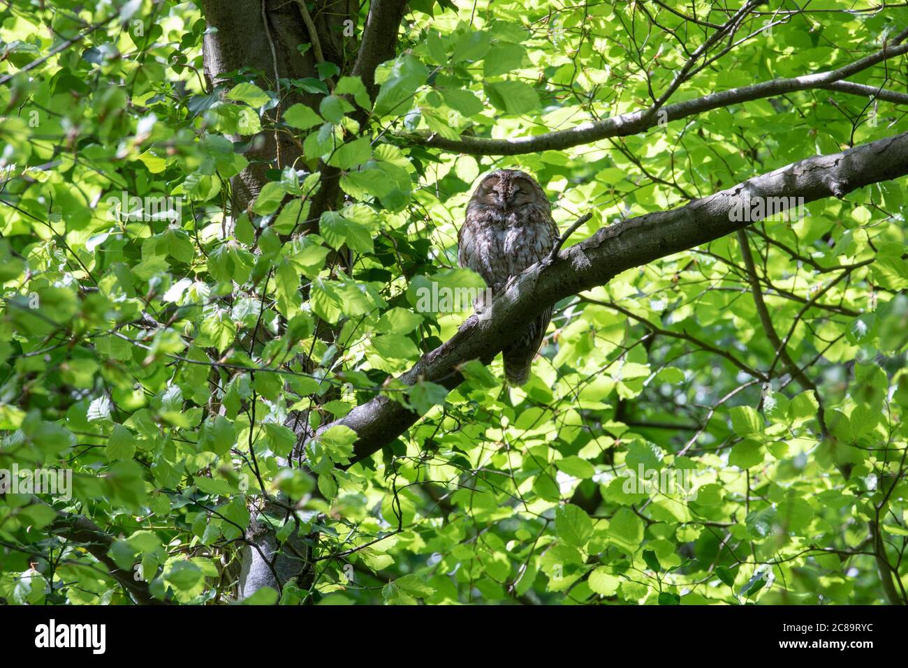 Waldkauz (Strix aluco) In einem Baum neben seinem Nest brüten Stockfoto
