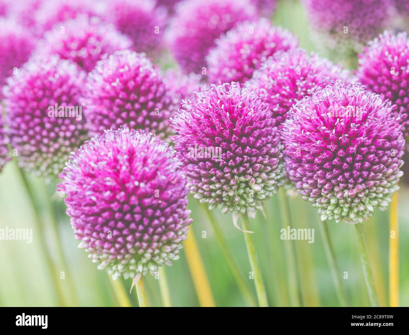 Allium, Rundkopfleck, Allium Sphaerocephalon, Nahaufnahme von lila gefärbten Blütenköpfen, die im Freien wachsen. Stockfoto