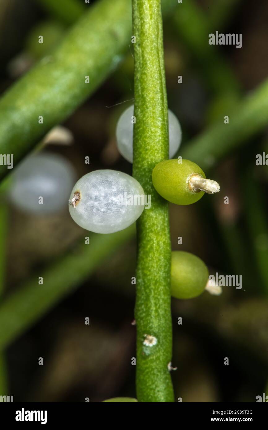 Grner Mistelkaktus "Rhipsalis baccifera" hngt mit weien,  durchscheinenden Beeren. Helles Sonnenlicht, das von der Rckseite  einstrmt Stockfotografie - Alamy