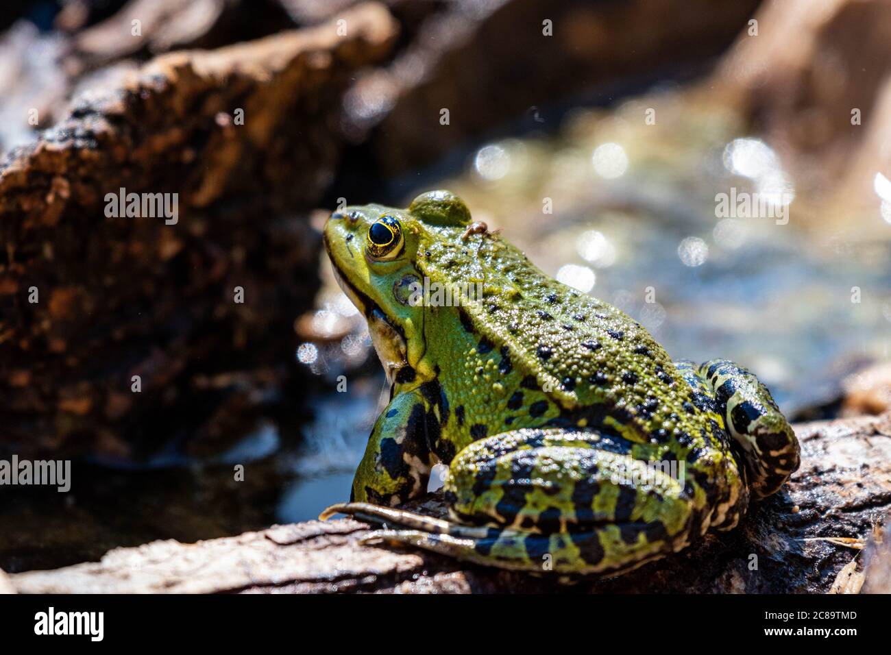 Frosch im Teich Stockfoto