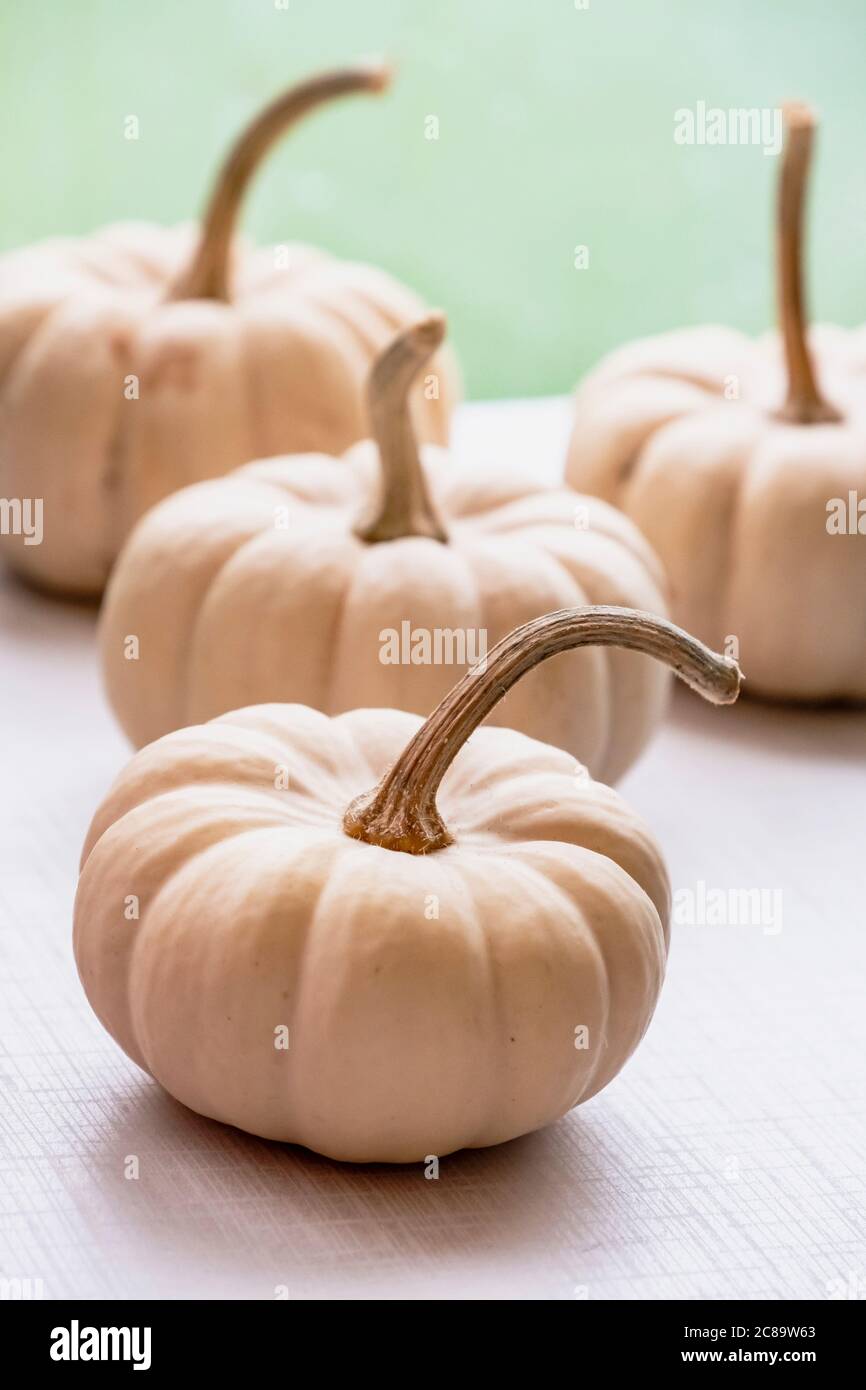 Kürbis, Cucurbita, vier weiße Kürbisse auf dem Display. Stockfoto