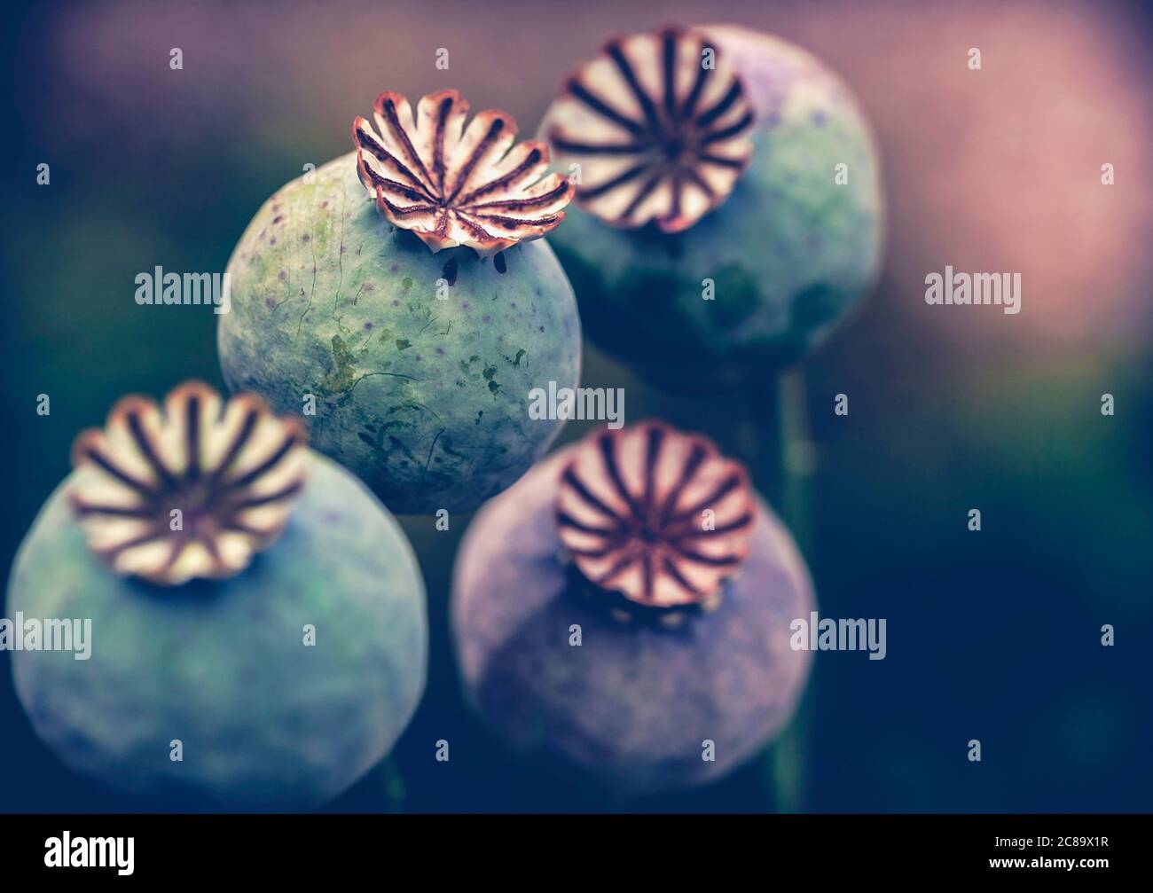 Mohnblume, Papaver, Saatköpfe wachsen im Freien in einem Garten. Stockfoto