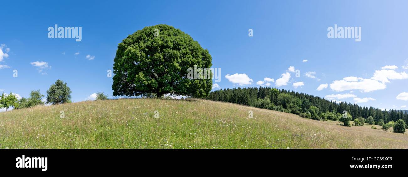 Große Linde auf dem Hügel einer hügeligen Wiese im Sommer Stockfoto