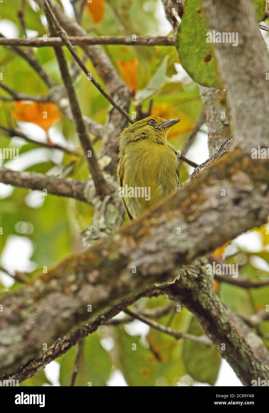 Gelbreiher Fliegenfänger (Tolmomyias flaviventris aurulentus) Erwachsener auf Zweig Capricho, Kolumbien November Stockfoto