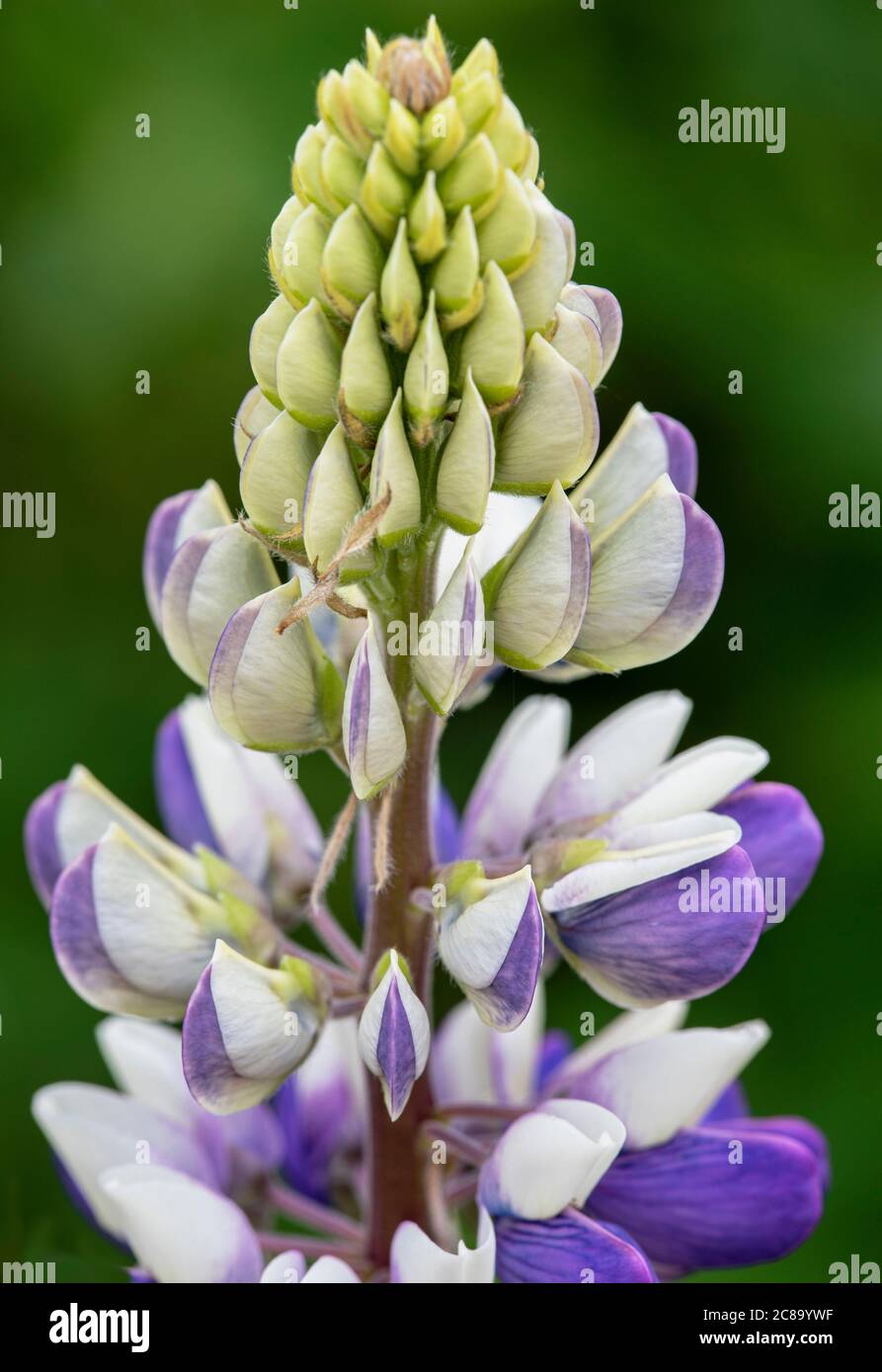 Lupine, Lupinus 'Persian Slipper', Clos3e-up Detail von Mauve und weiße Blumen wachsen im Freien. Stockfoto