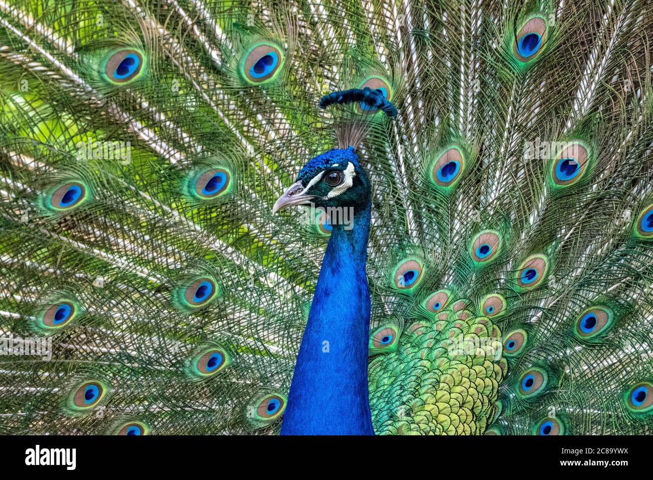 Tänzelnd blau peaccock, pavo cristatus Stockfoto