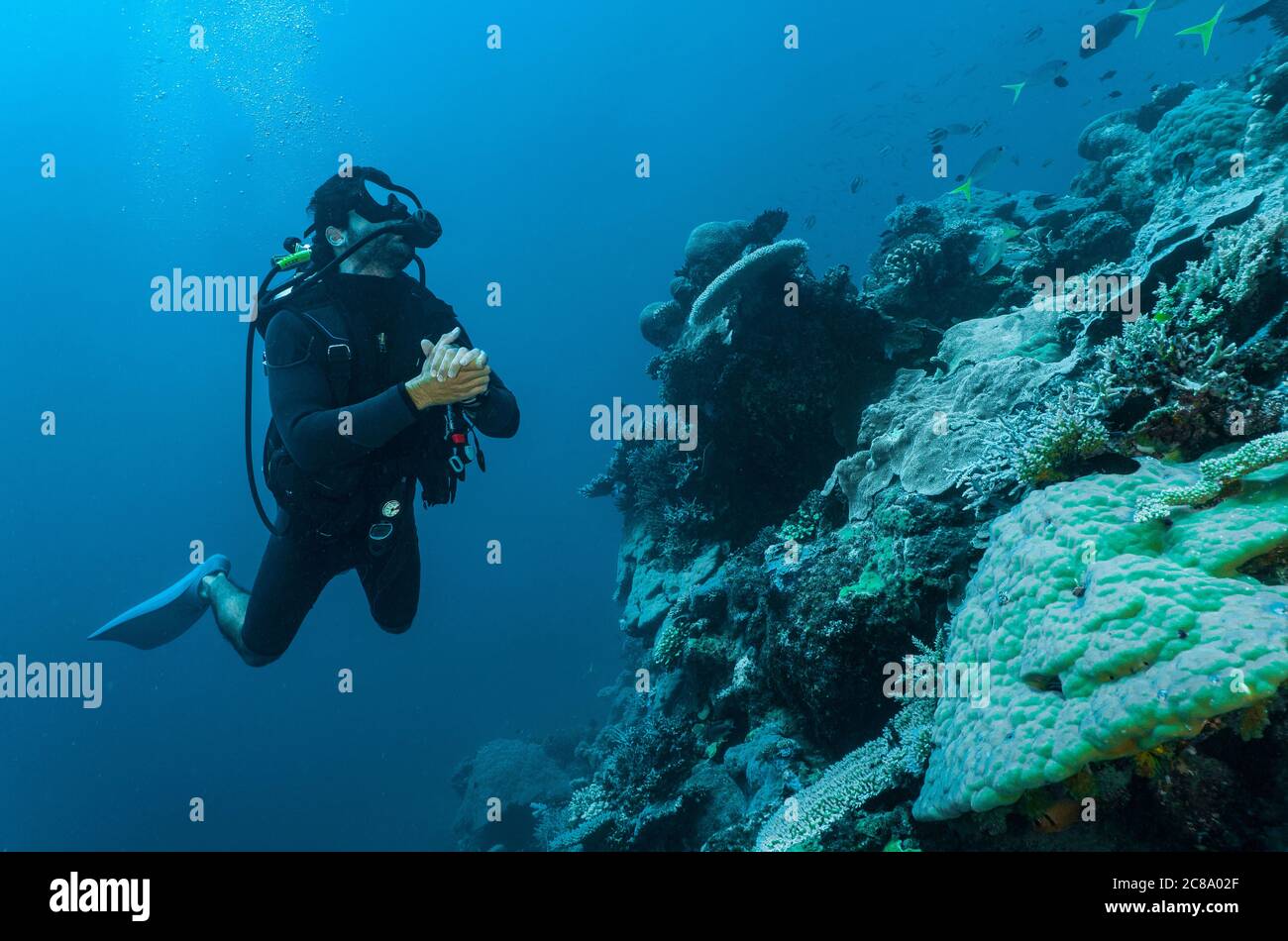taucher erkunden Korallen am Great Barrie Reef Stockfoto