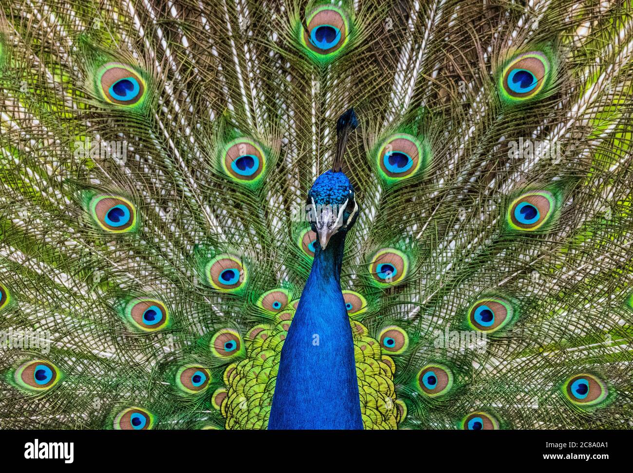Beeindruckender stänkender blauer Pfau, pavo Cristatus zeigt sich Stockfoto