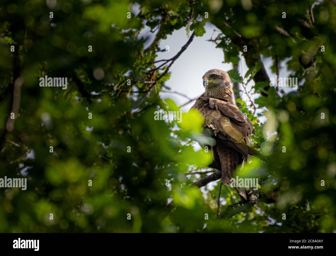 Roter Drachen, milvus milvus versteckt sich in einem Baum Stockfoto