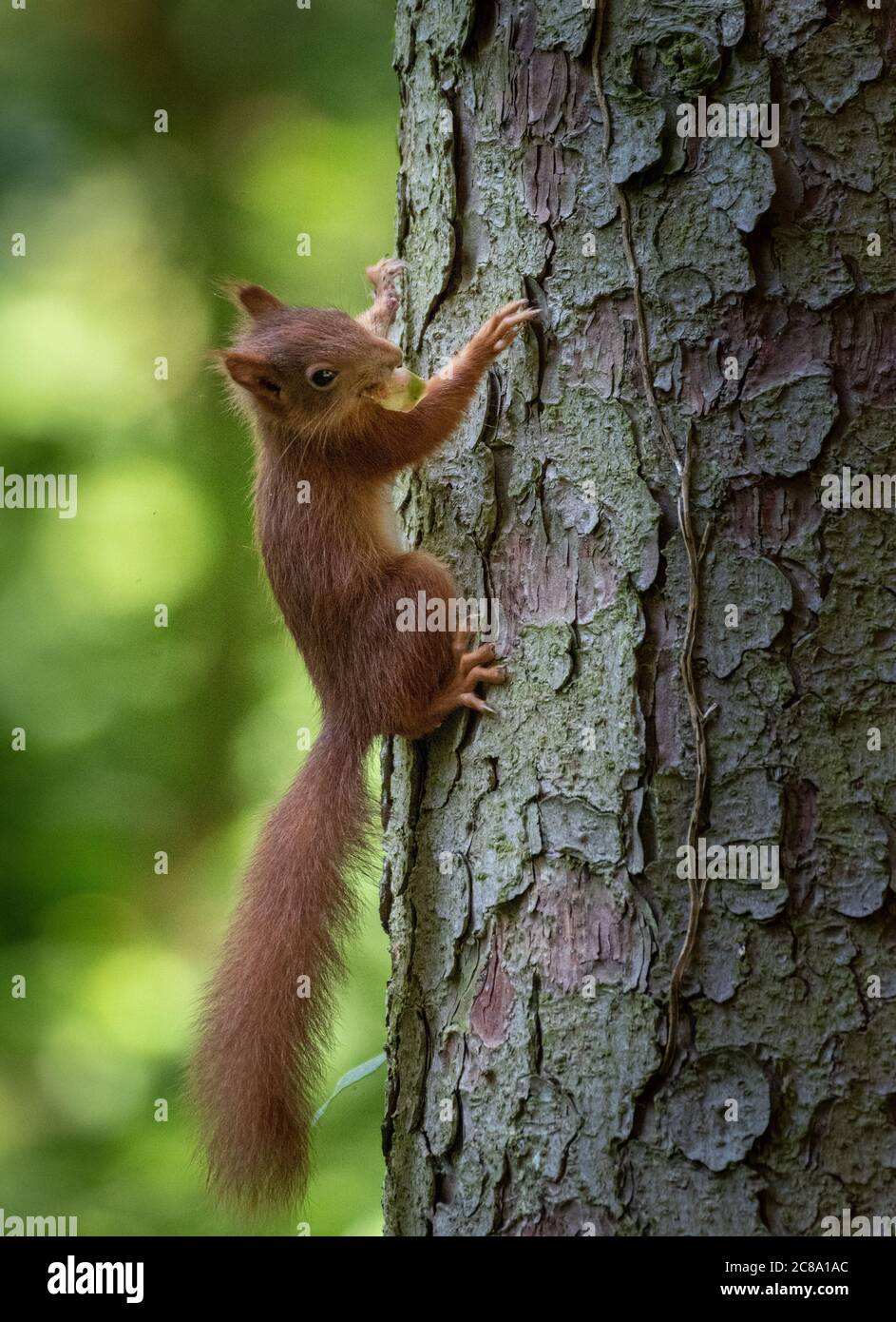 Das kleine rote Eichhörnchen, der Ischiurus vulgaris, der auf dem Baum isst Stockfoto