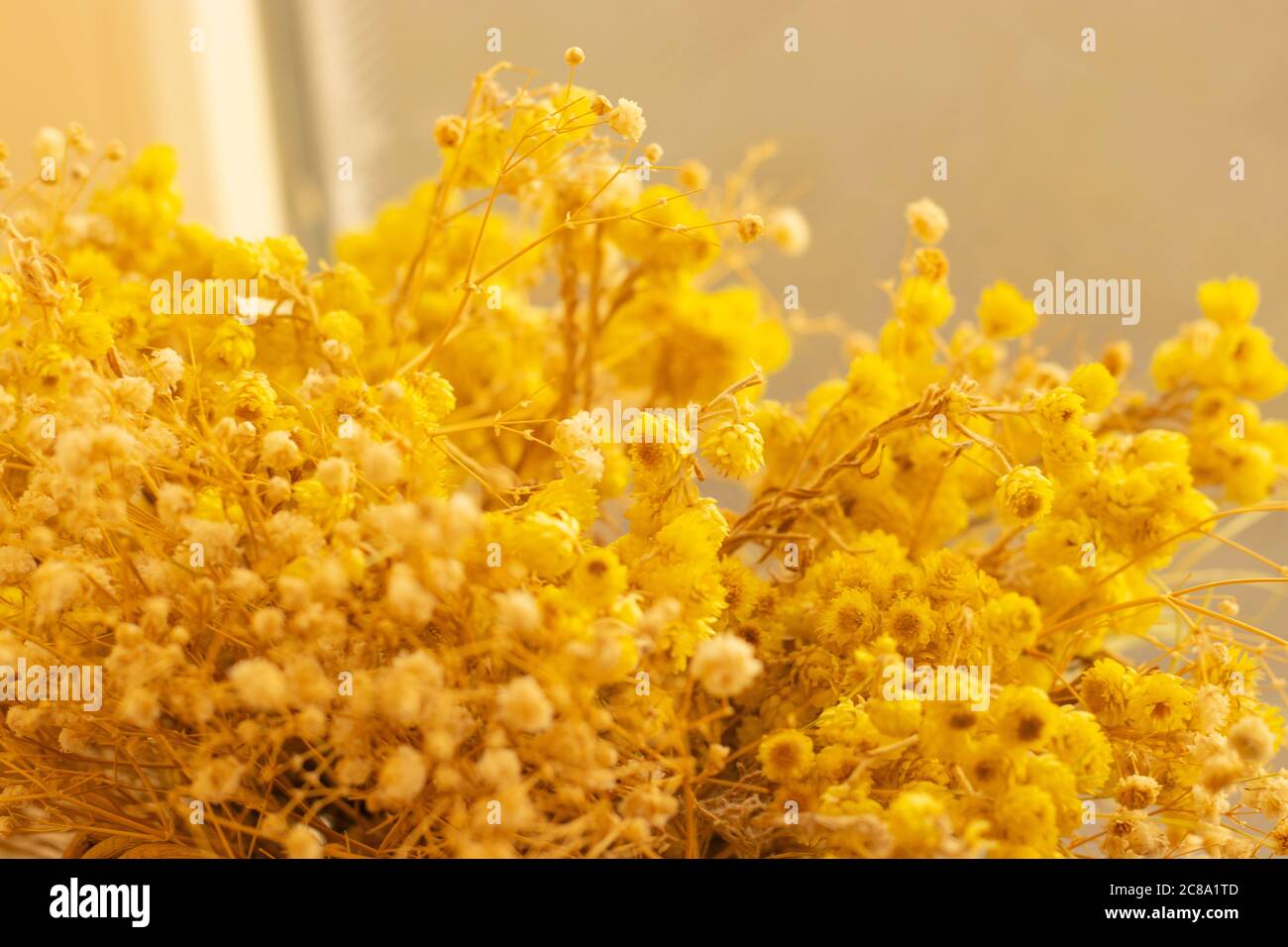 Getrocknete gelbe Bergblumen aus der Nähe Stockfoto