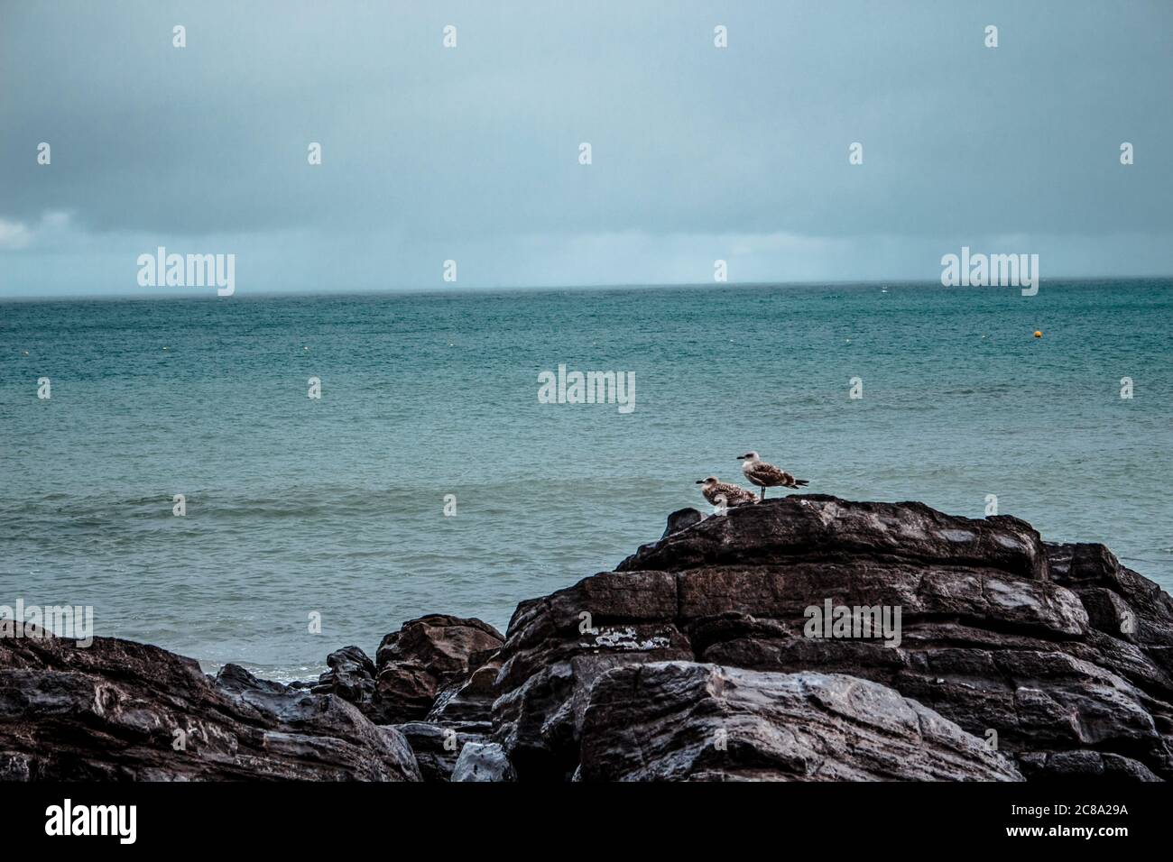 Möwen auf einem Felsen mit dem Meer im Hintergrund. Stockfoto