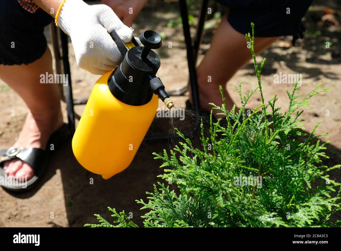 Landwirt sprhen Thuja Baum gegen Pflanzenkrankheiten und Schdlinge mit  Sprhflasche mit Pestizid Stockfotografie - Alamy