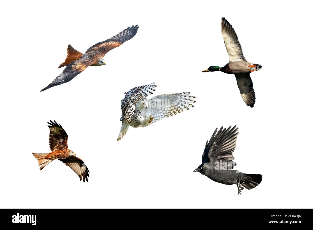 Eine Sammlung fliegender Satz von Rotkiten (milvus milvus), schneebedeckten Eule (Bubo scaniacus), Dohlen (corvus monedula), Stockente (anas platyrhynchos) wilder Bi Stockfoto