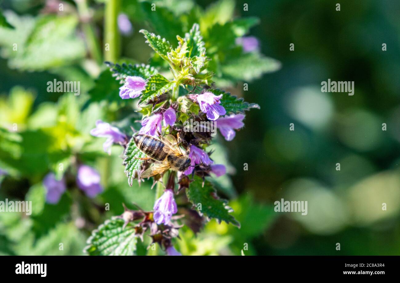 Bienen bestäuben eine lila Blume Stockfoto