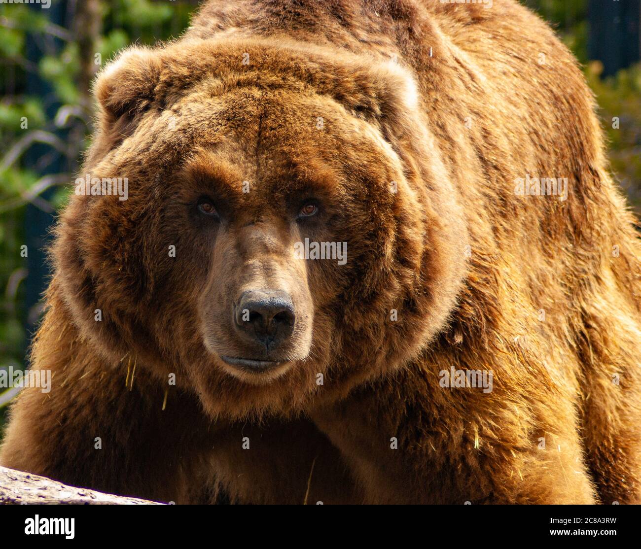 Großer Grizzlybär auf der Jagd Stockfoto