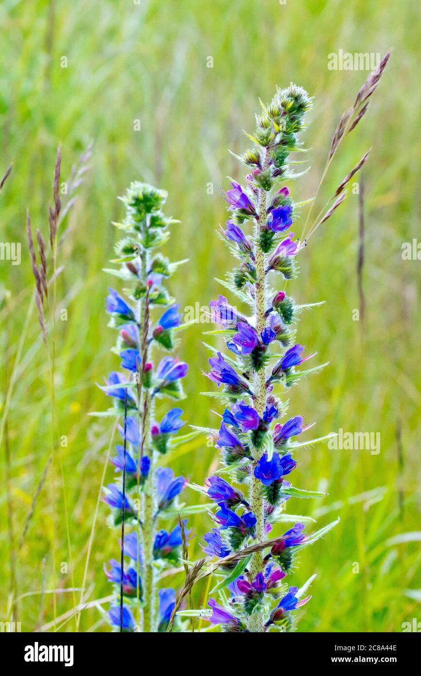 Viper's Bugloss (echium vulgare), Nahaufnahme von zwei blühenden Ähren, die in langem Gras wachsen. Stockfoto