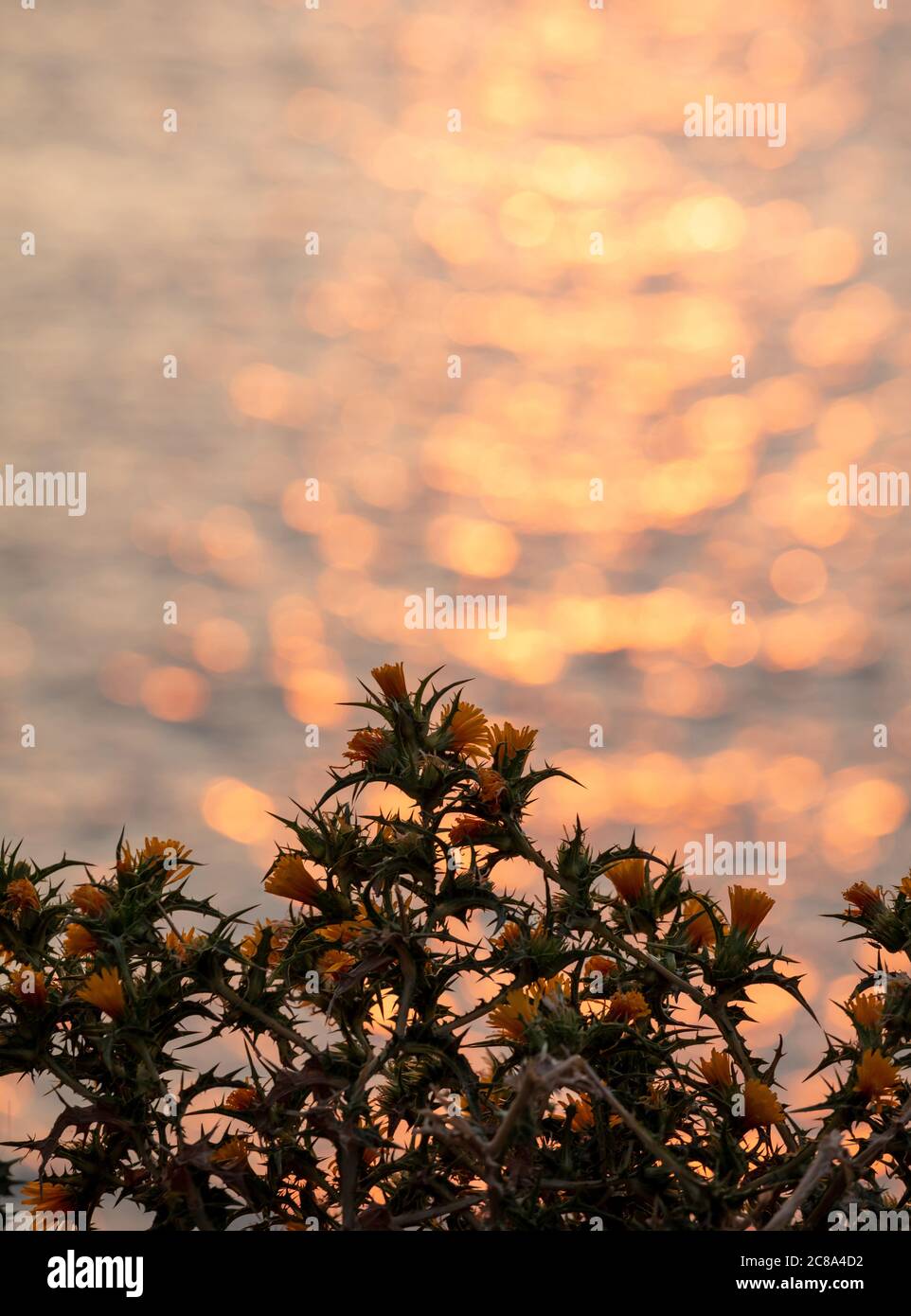 Gelbe Blüten Distel, blühende Scolymus hispanicus, heller Bokeh Hintergrund, Sonnenuntergangsreflexe, Gelber Grandiflorus oder gemeinsame goldene Distel Pflanze Stockfoto