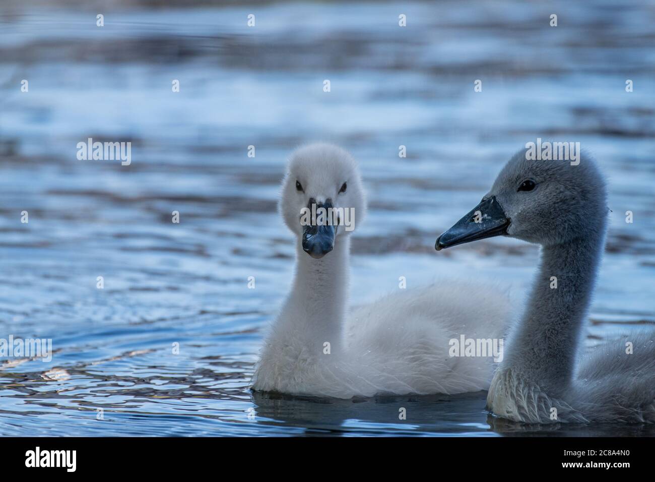 Schwanenbaby, cygnus cygnus im Wasser Stockfoto