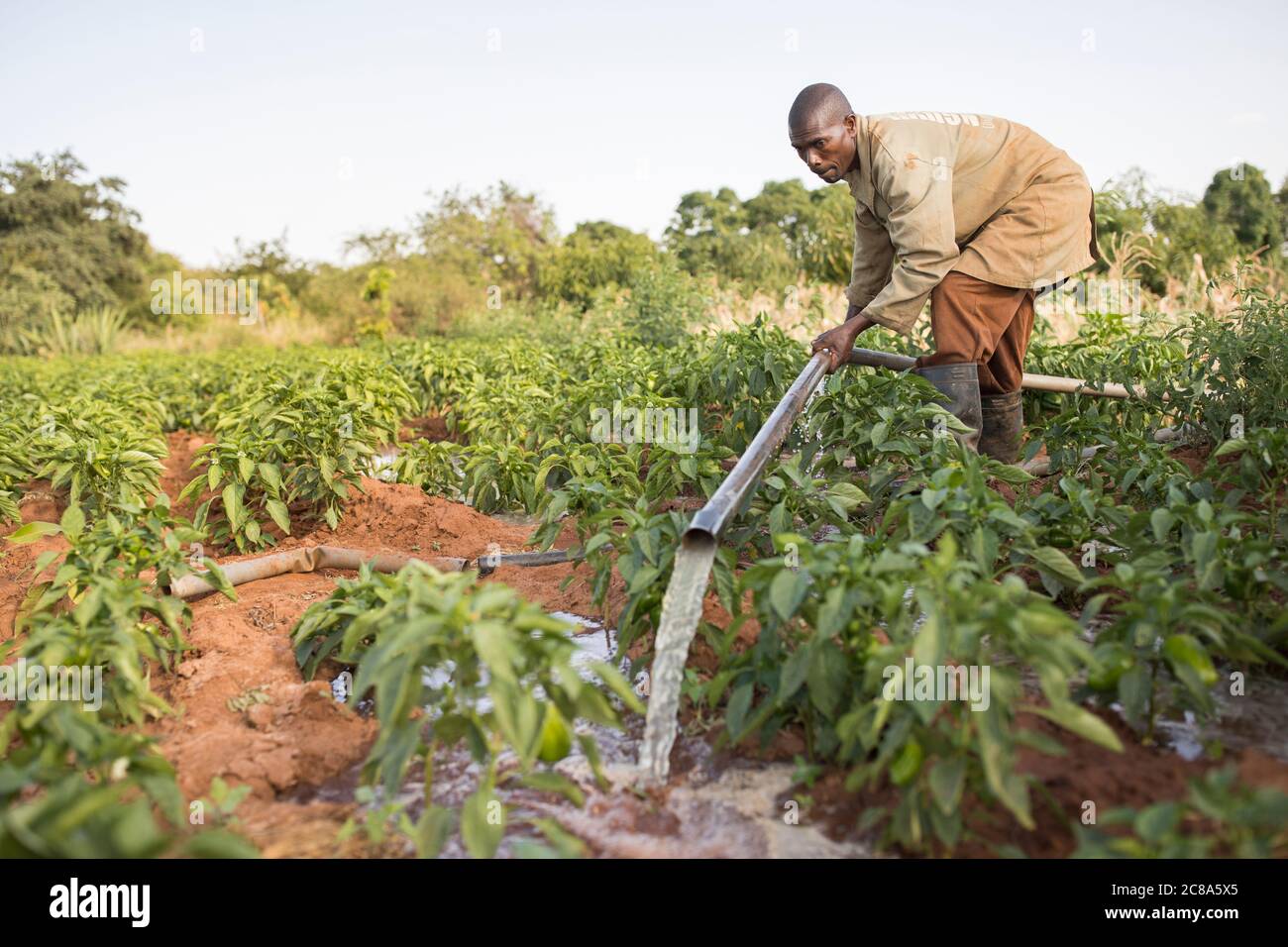 Ein Landwirt bewässert seine Ernte mit einer generatorbetriebenen Wasserpumpe und Rohrleitungen im Makueni County, Kenia, Afrika. Stockfoto