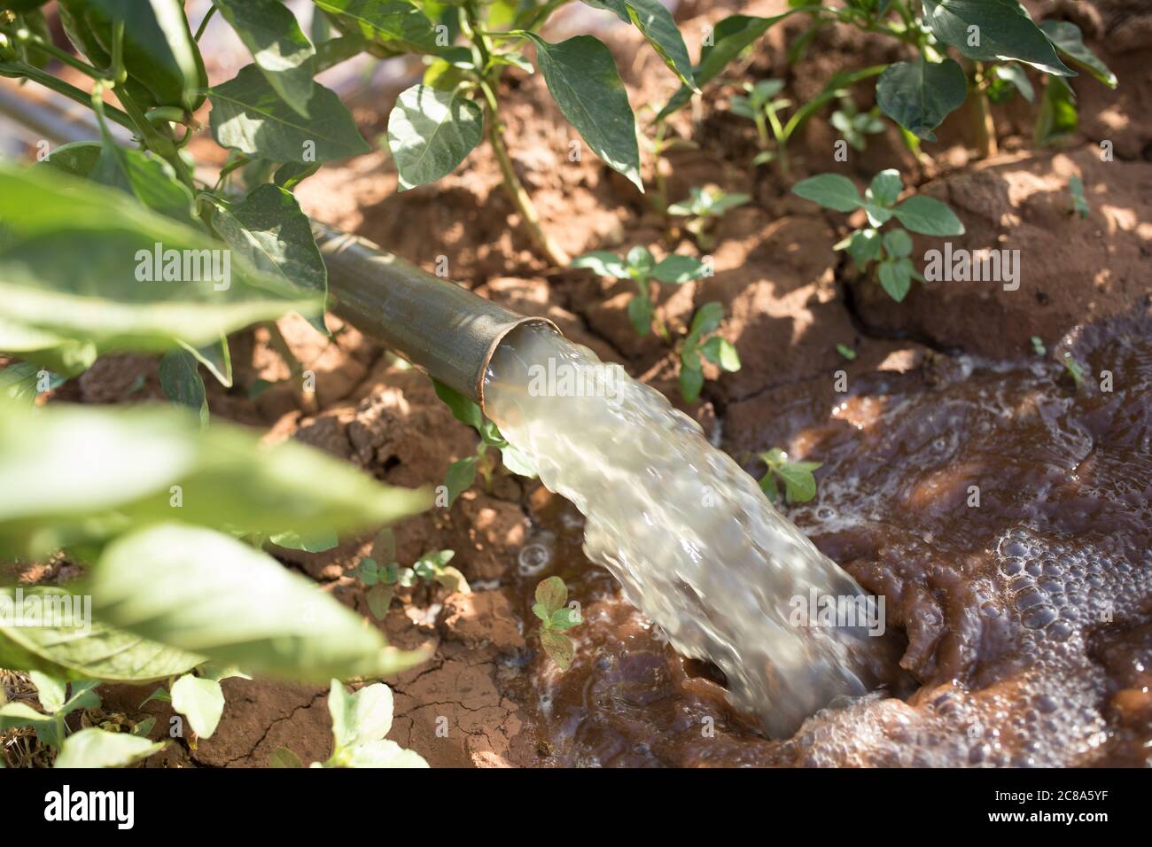 Ein Landwirt bewässert seine Ernte mit einer generatorbetriebenen Wasserpumpe und Rohrleitungen im Makueni County, Kenia, Afrika. Stockfoto