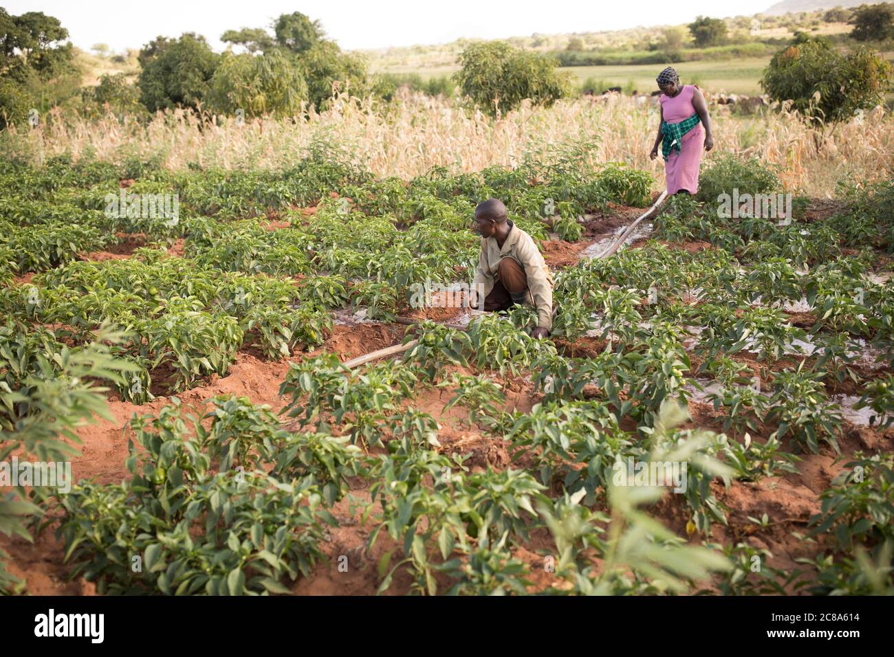 Ein Landwirt bewässert seine Ernte mit einer generatorbetriebenen Wasserpumpe und Rohrleitungen im Makueni County, Kenia, Afrika. Stockfoto